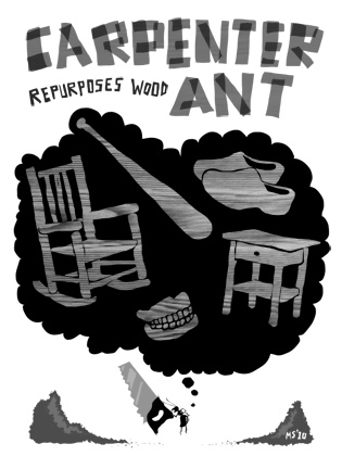 Re-purposes wood Carpenter Ant